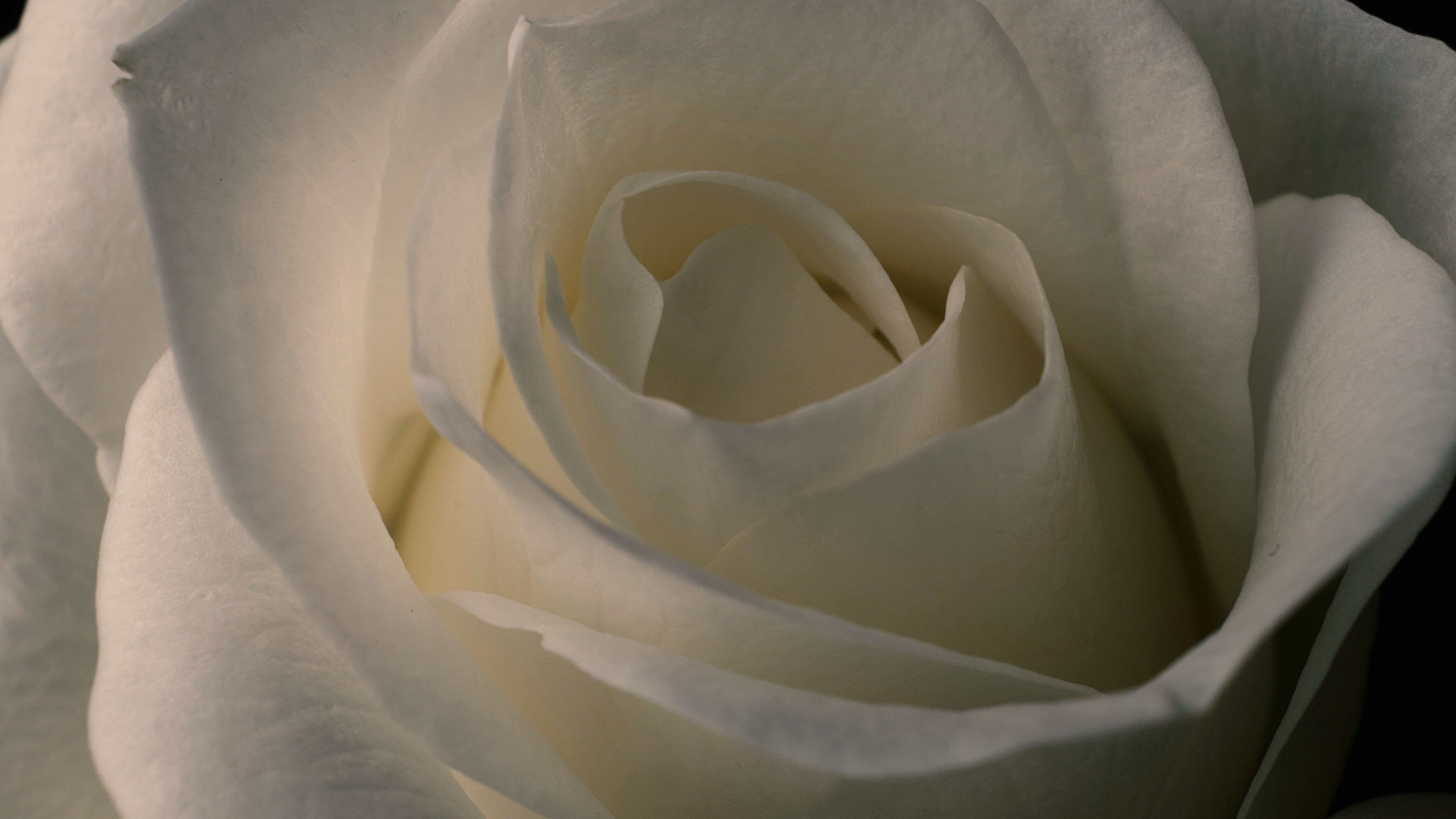 Rosen & Pfingstrosen