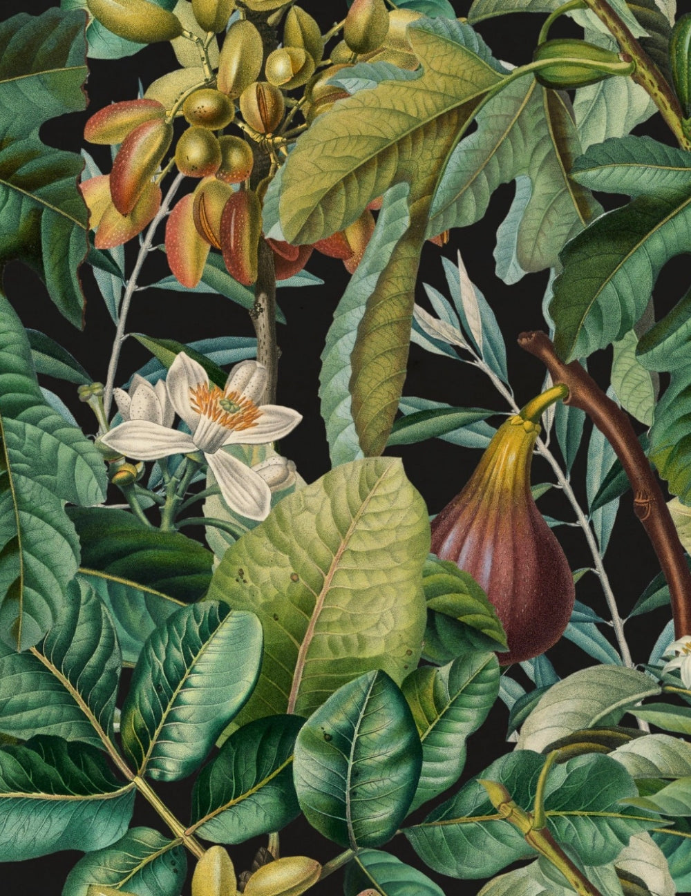 Wandtapete Figs And Dates