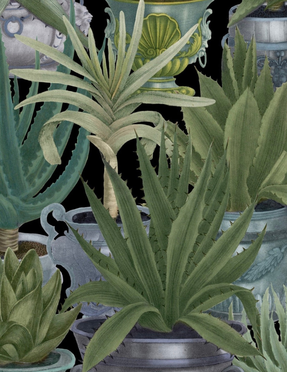 Wandtapete Echeveria