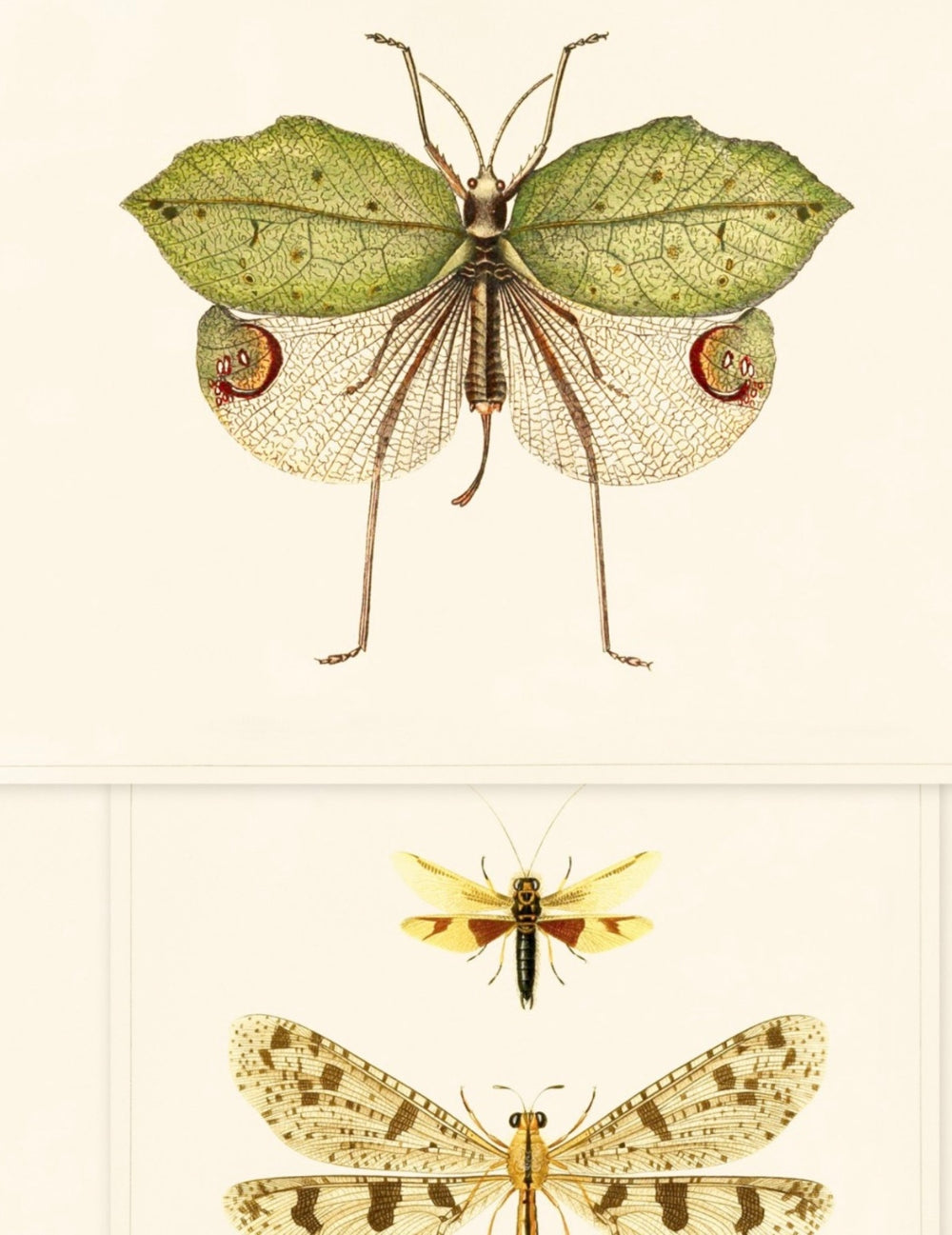 Wandtapete Entomology