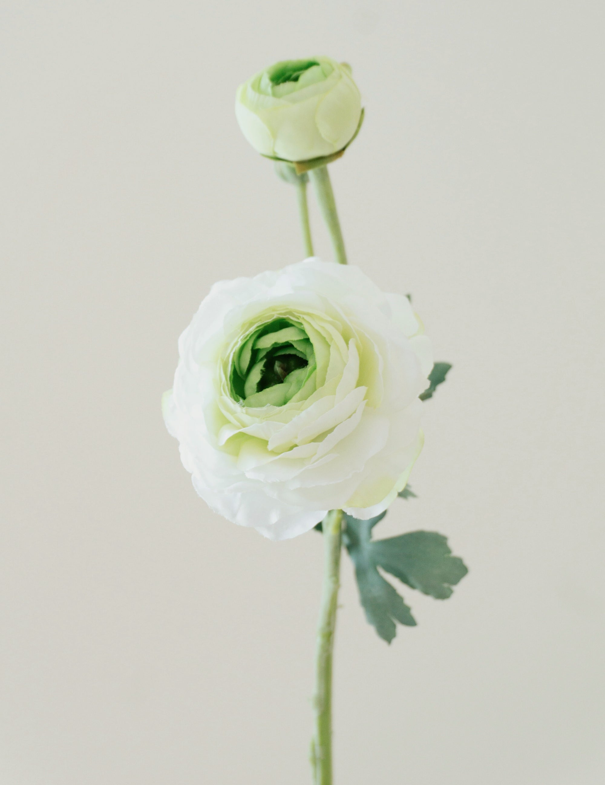 Kunstblume Ranunkel Weiß-Grün
