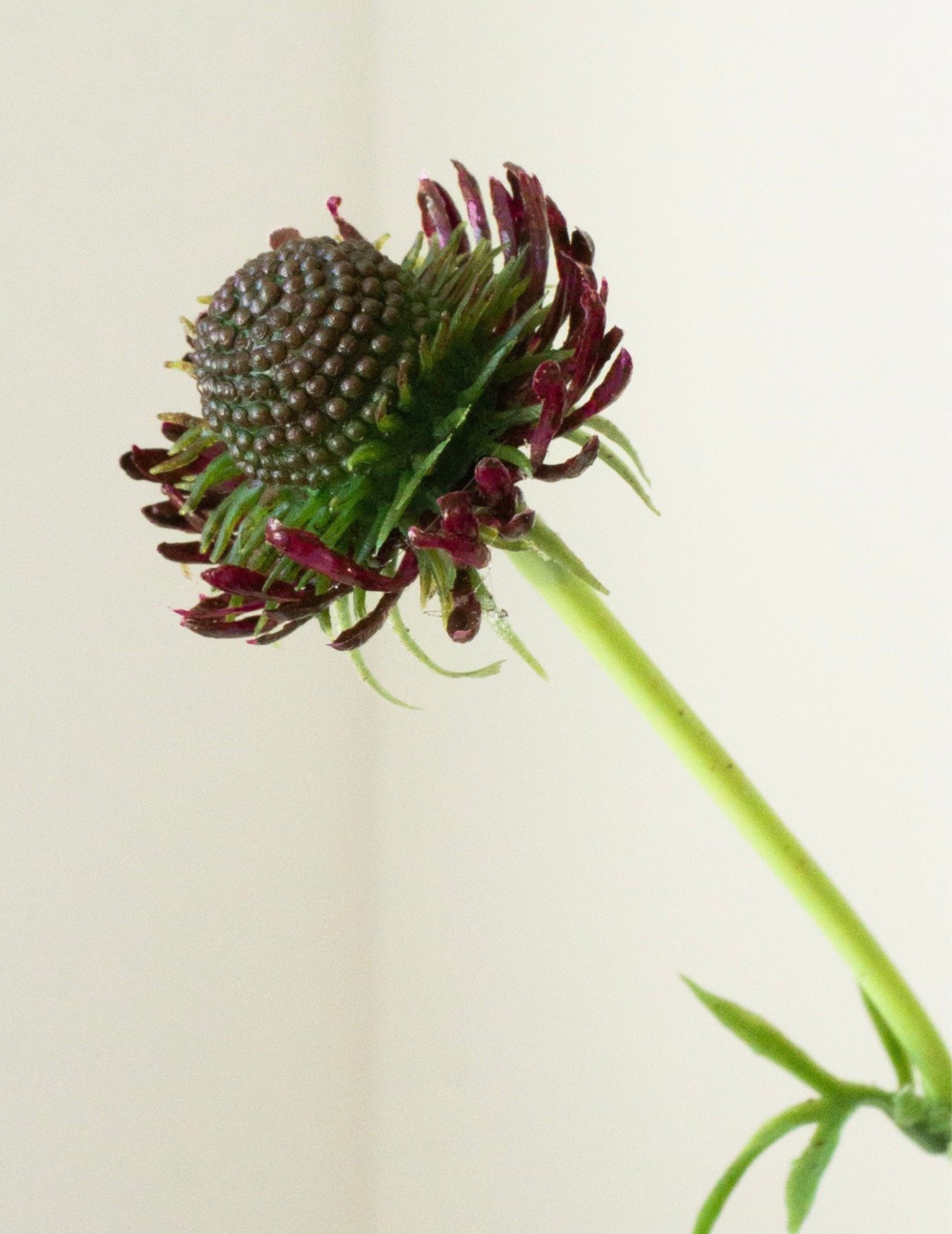 Kunstblume Scabiosa Bordeaux