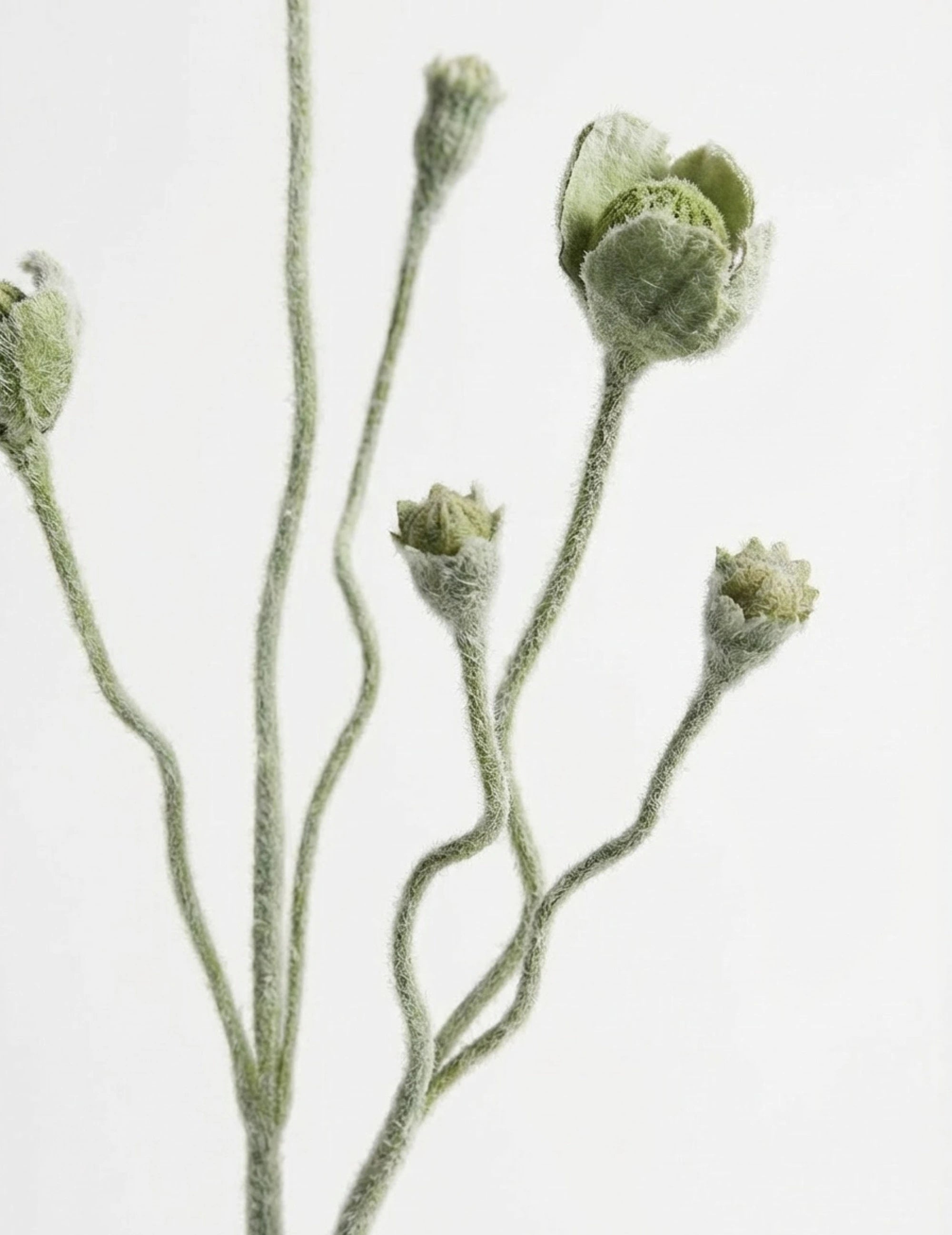 Kunstblume Mohnblume Geschlossen Grün