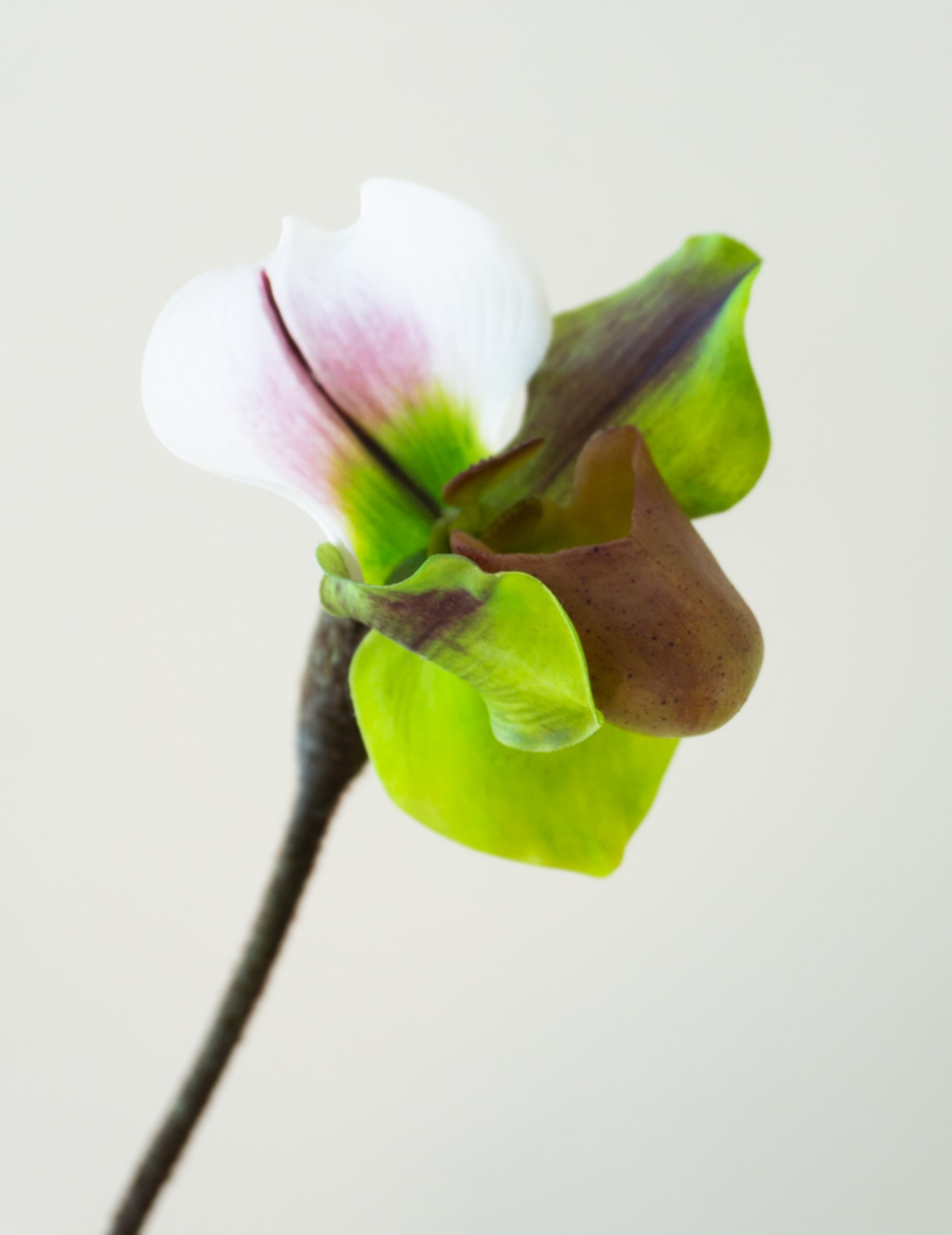 Kunstblume Frauenschuhorchidee 'Real Touch' Grün