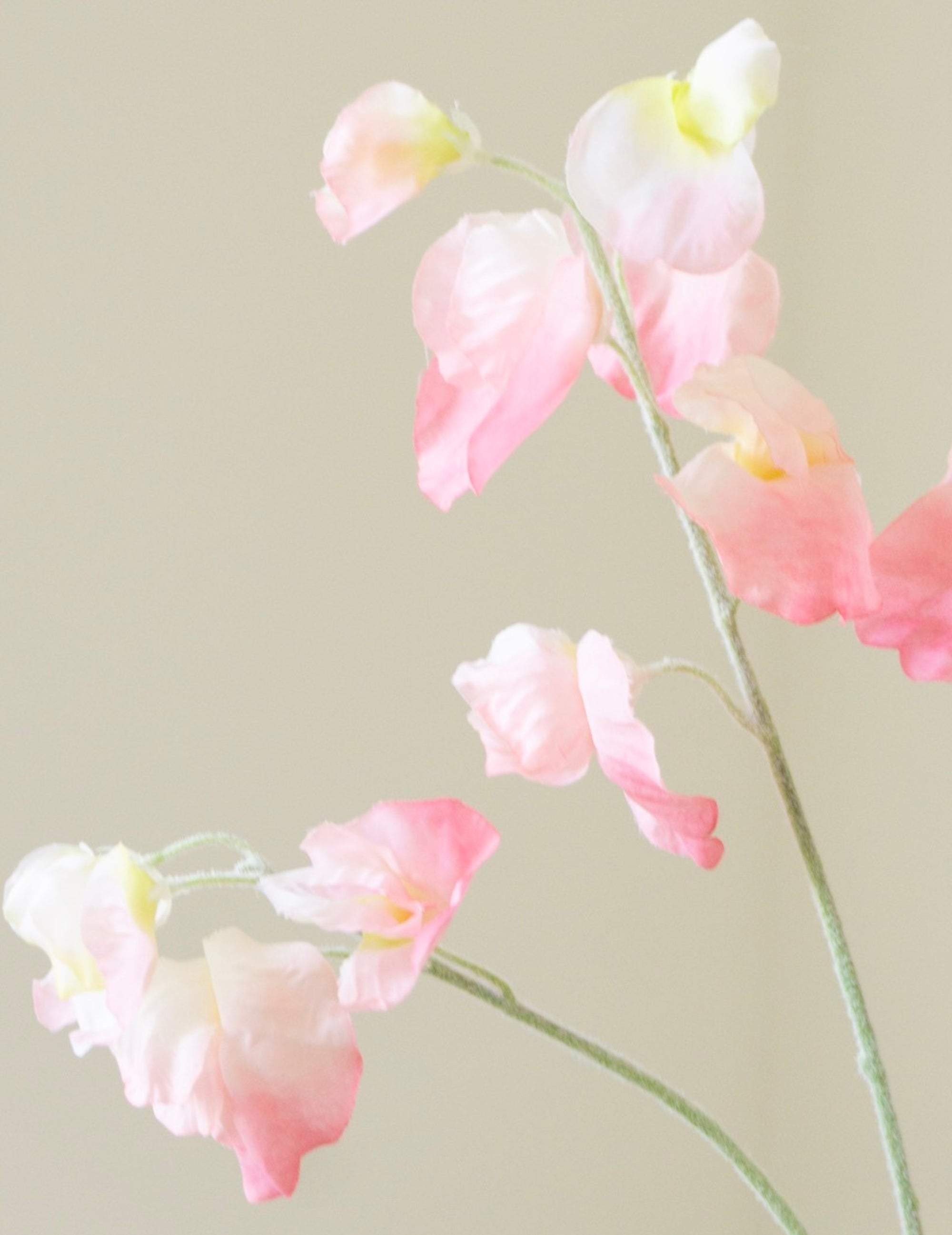 Kunstblume Lathyrus Rosa