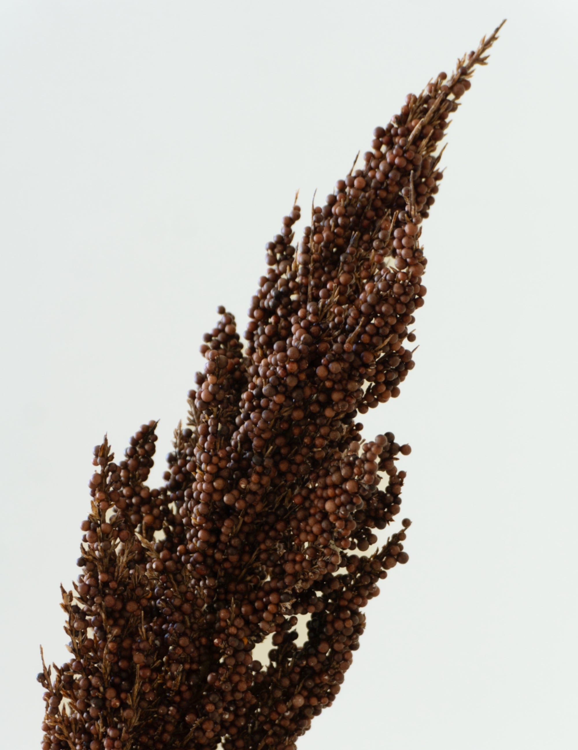 Kunstblume Hirsenzweig Braunrot