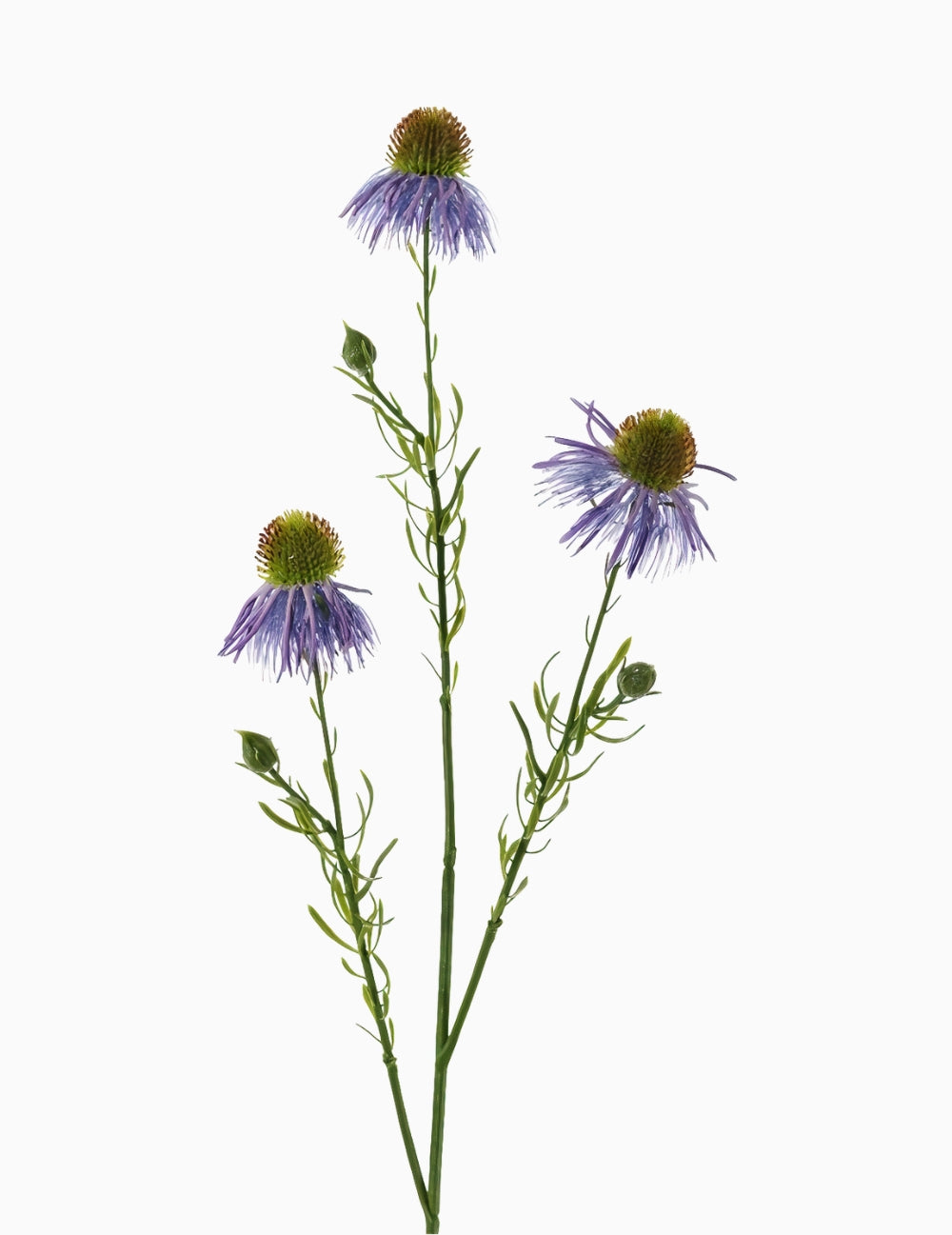 Művirág sünfej lila