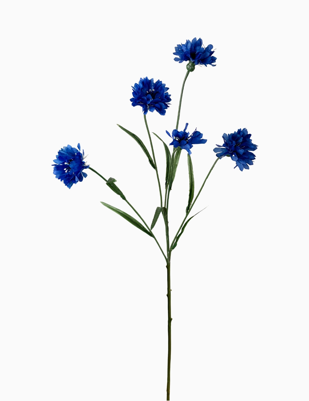 Művirág búzavirág sötétkék