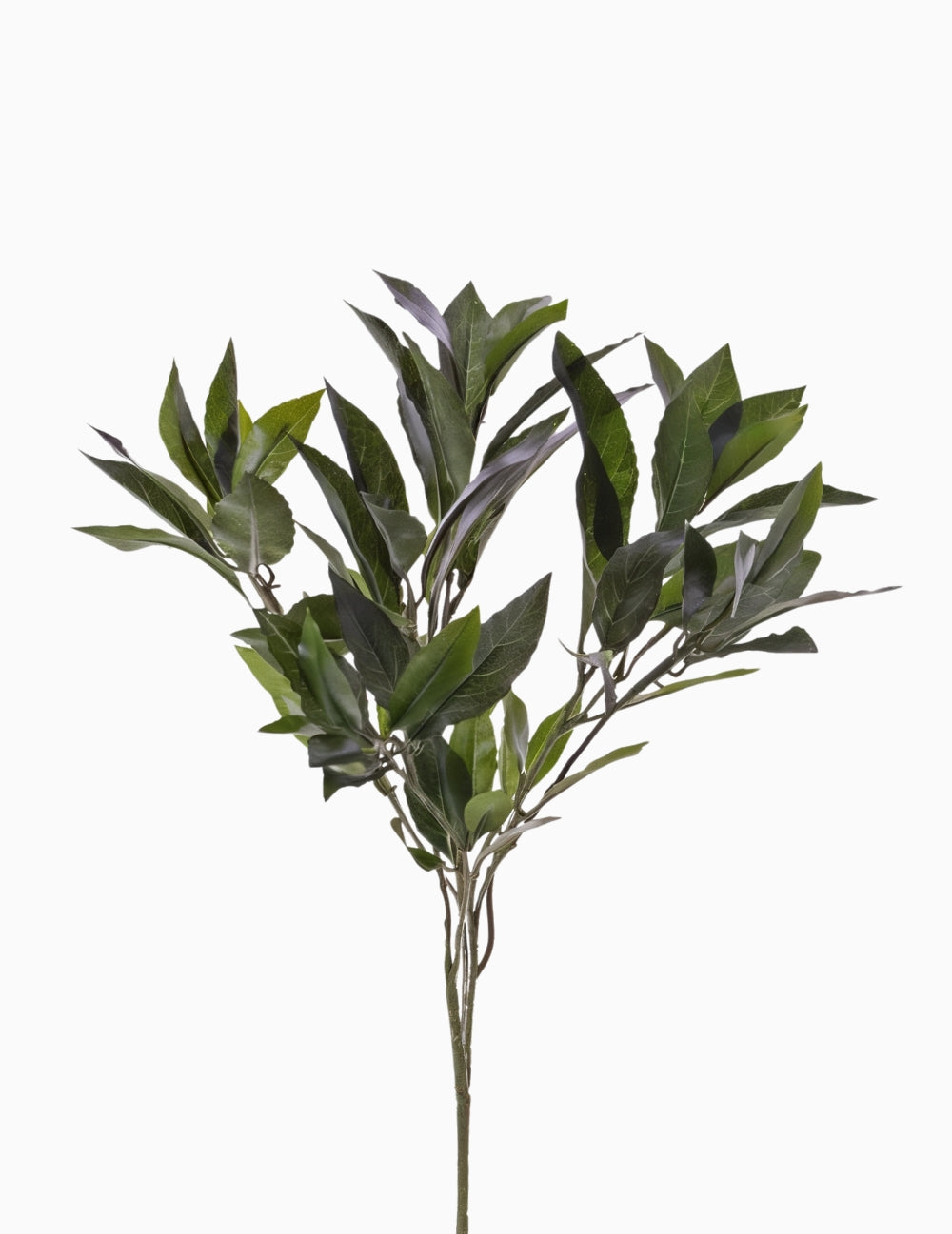 Művirág babérlevél ág zöld