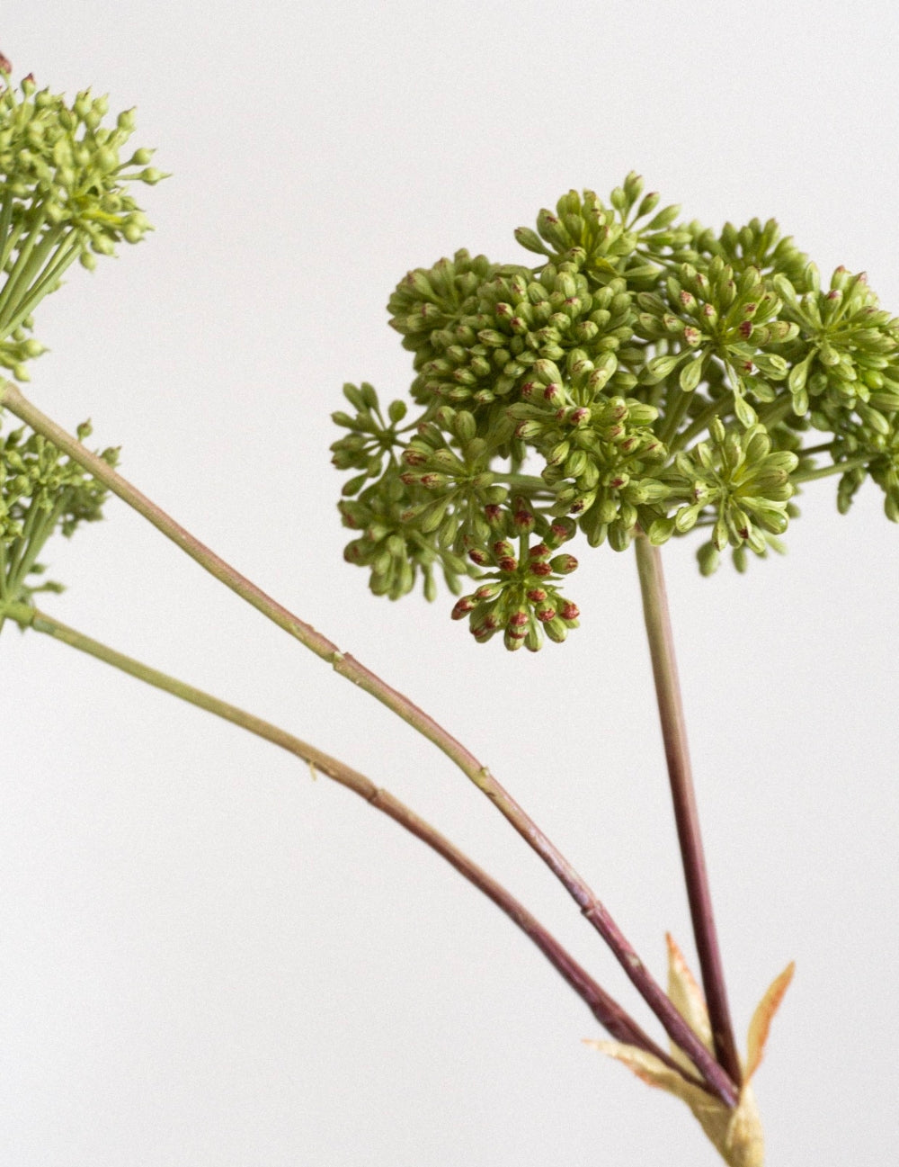 Kunstblume Herkulesstaude Grün