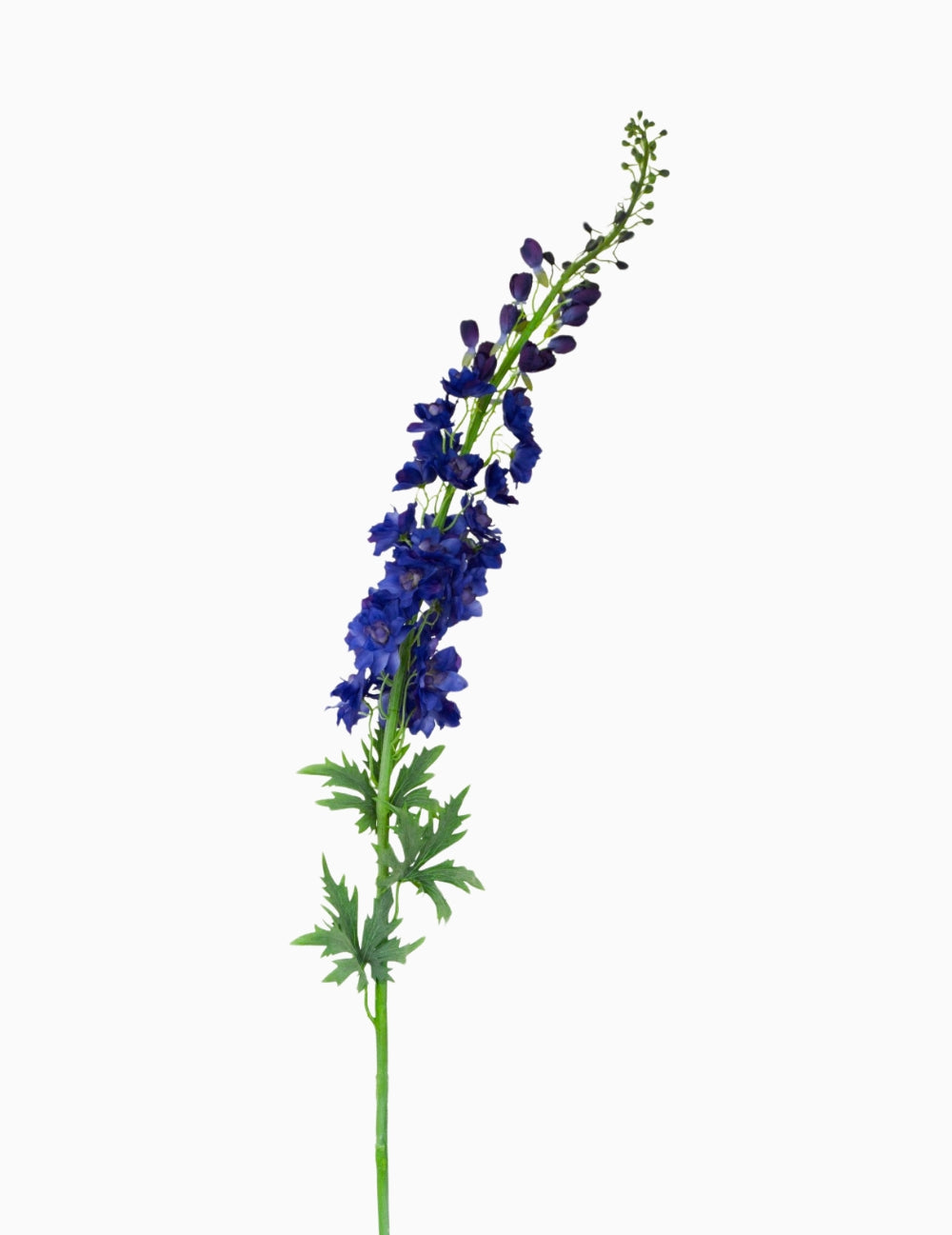 Művirág delphinium blue