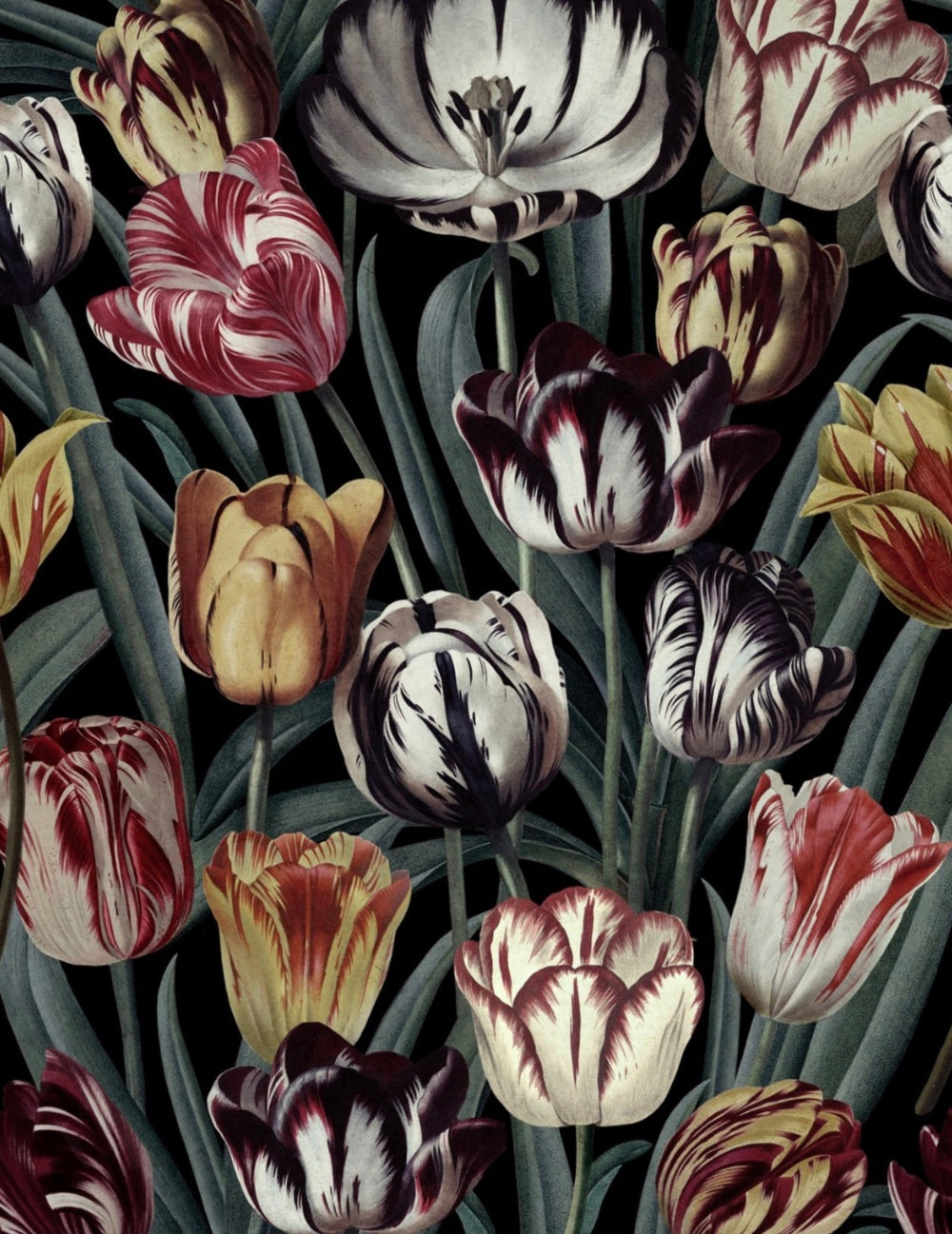 Wandtapete Tulipa Dark