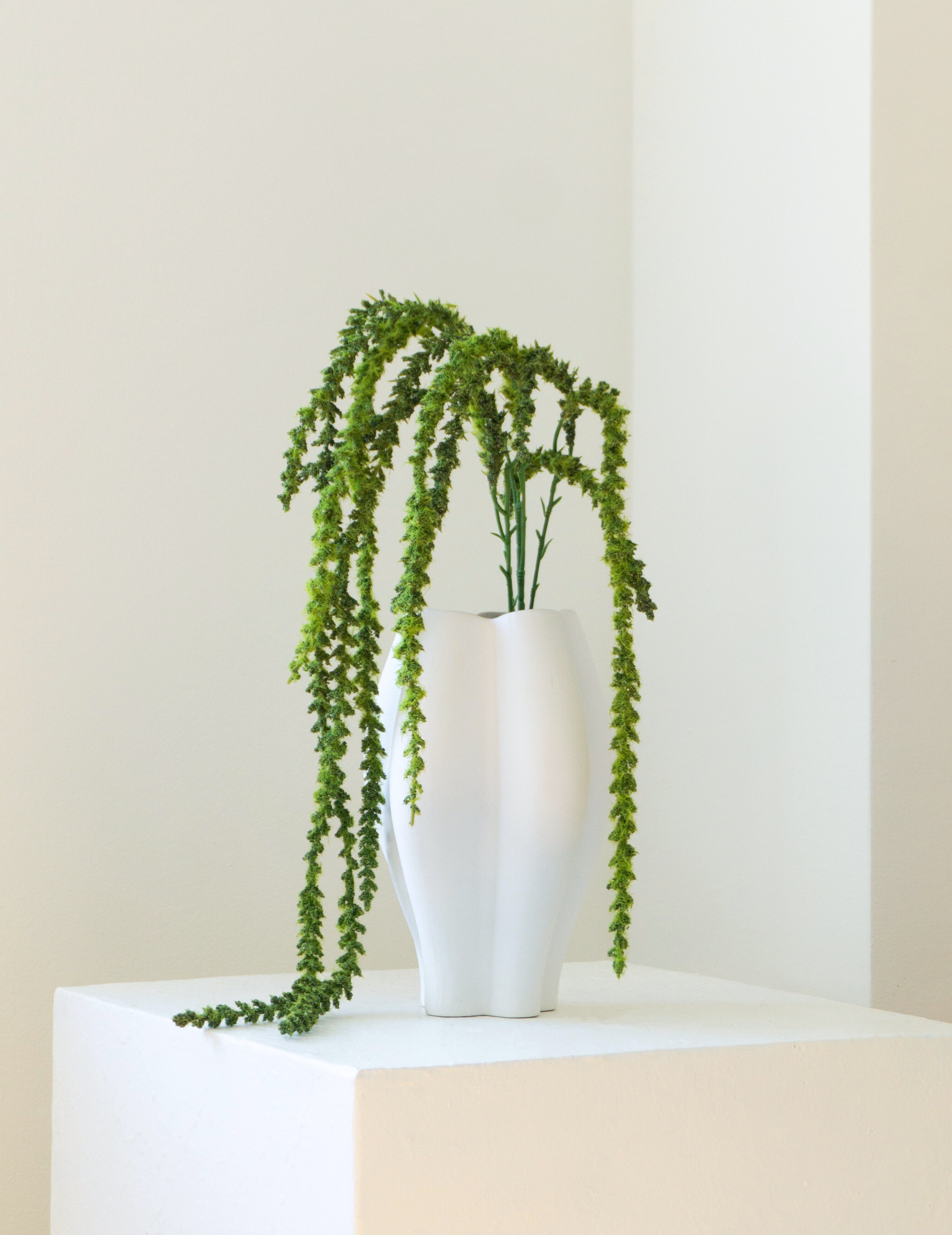 Art flower Amaranthus green