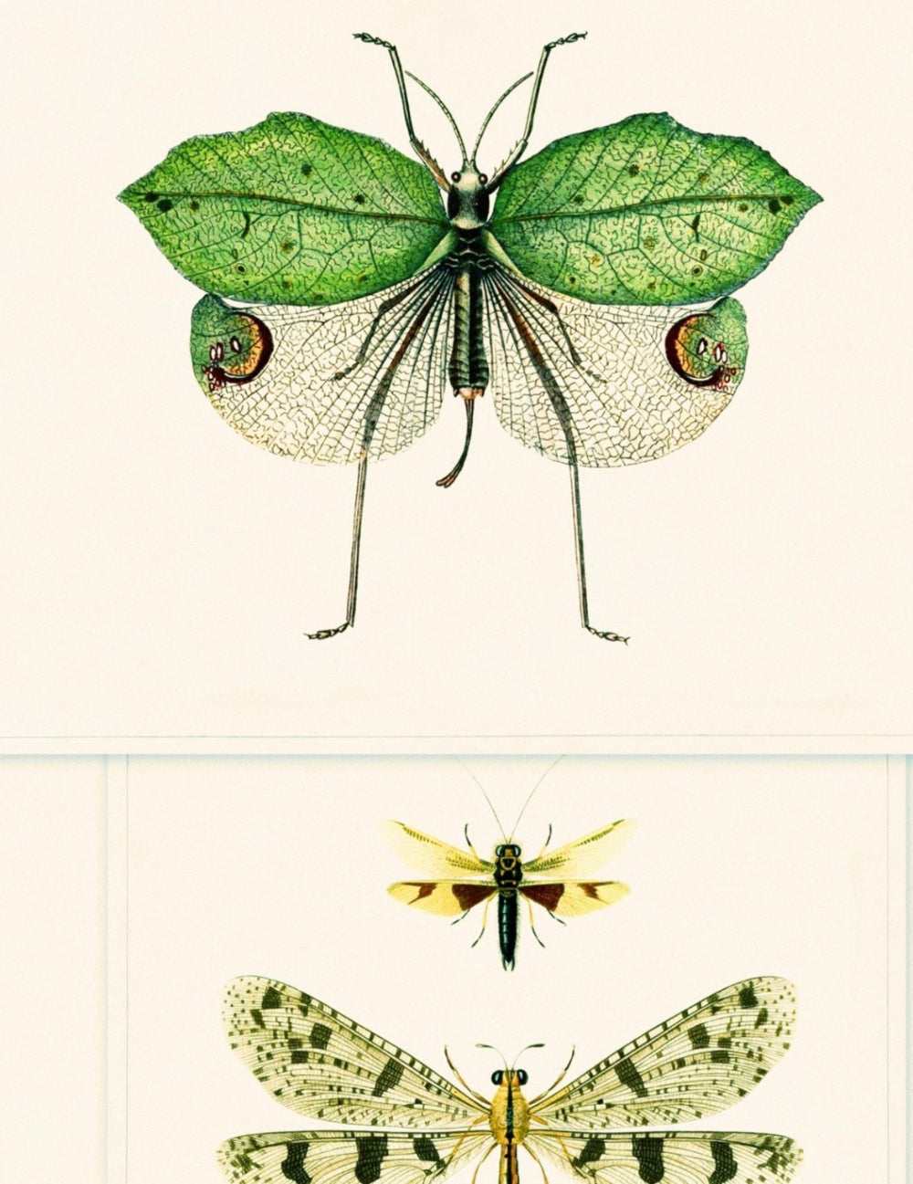 Wandtapete Entomology Green