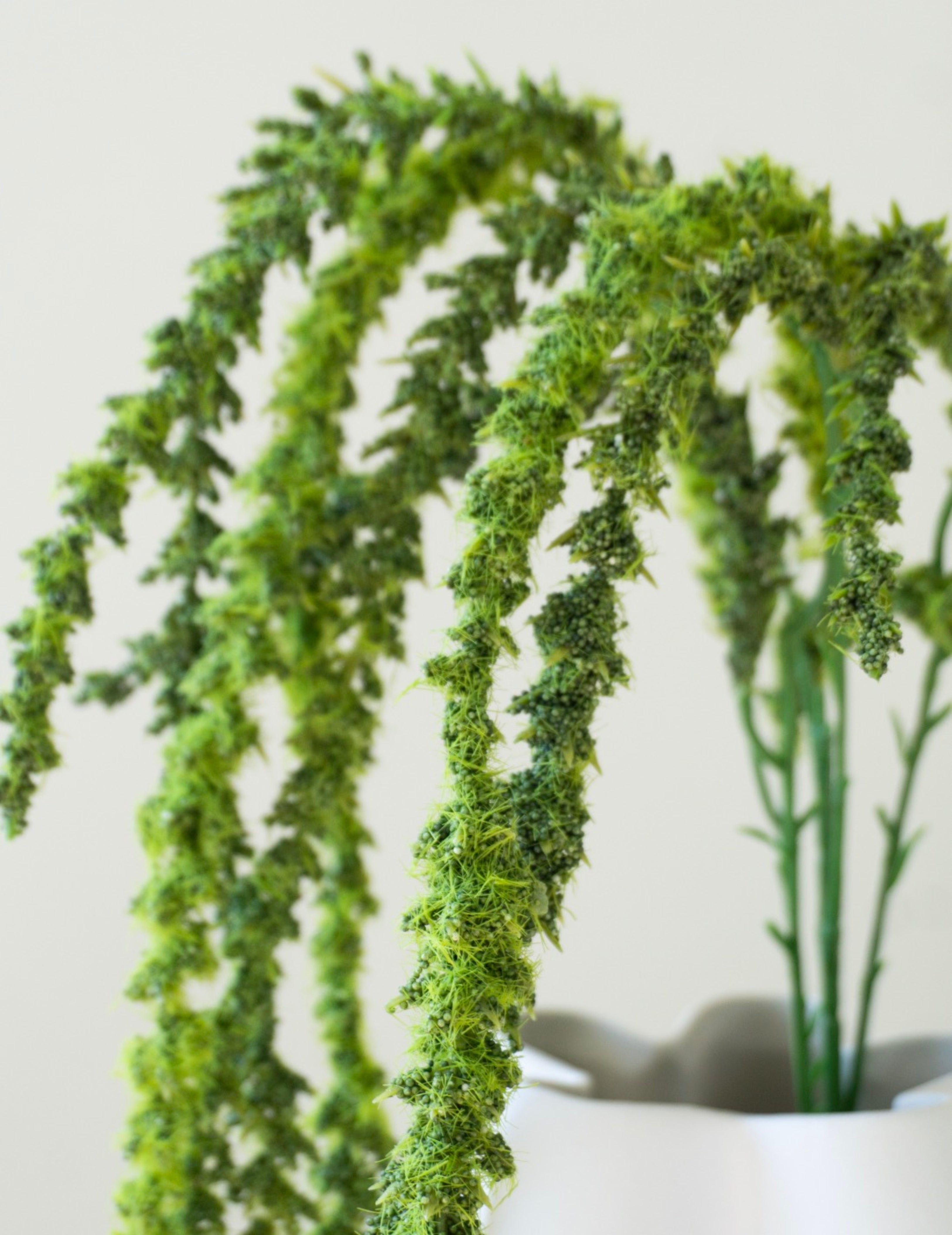 Art flower Amaranthus green