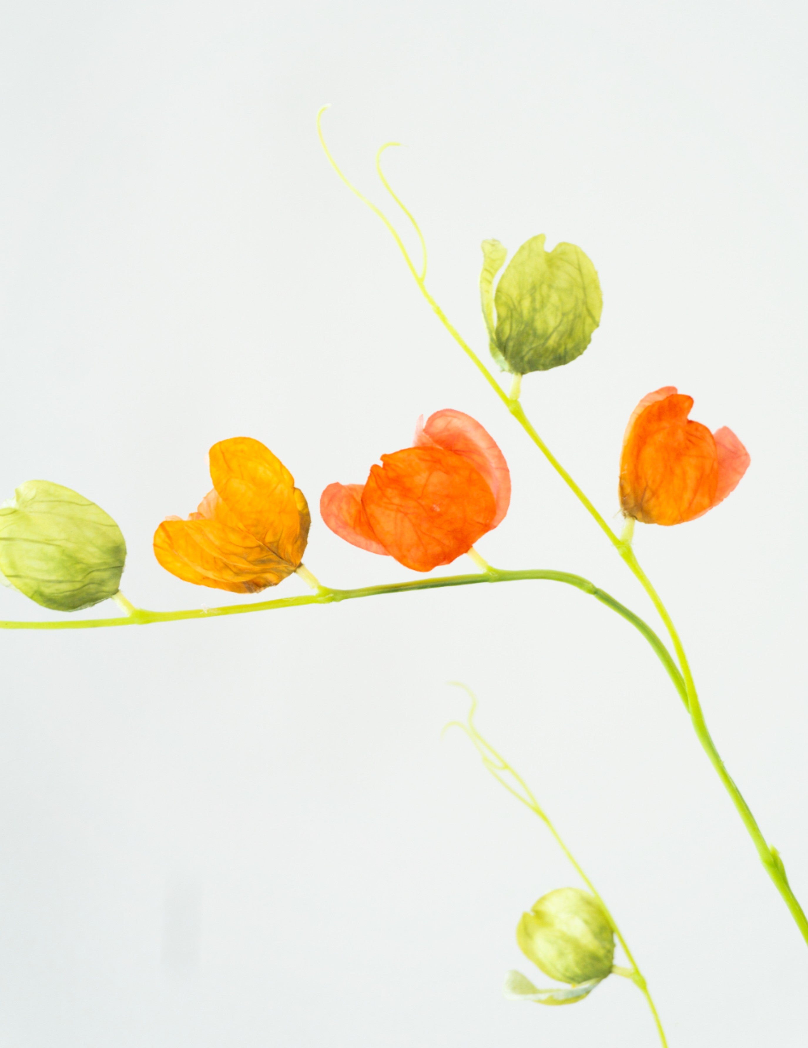 Kunstblume Physalis Orange-Grün