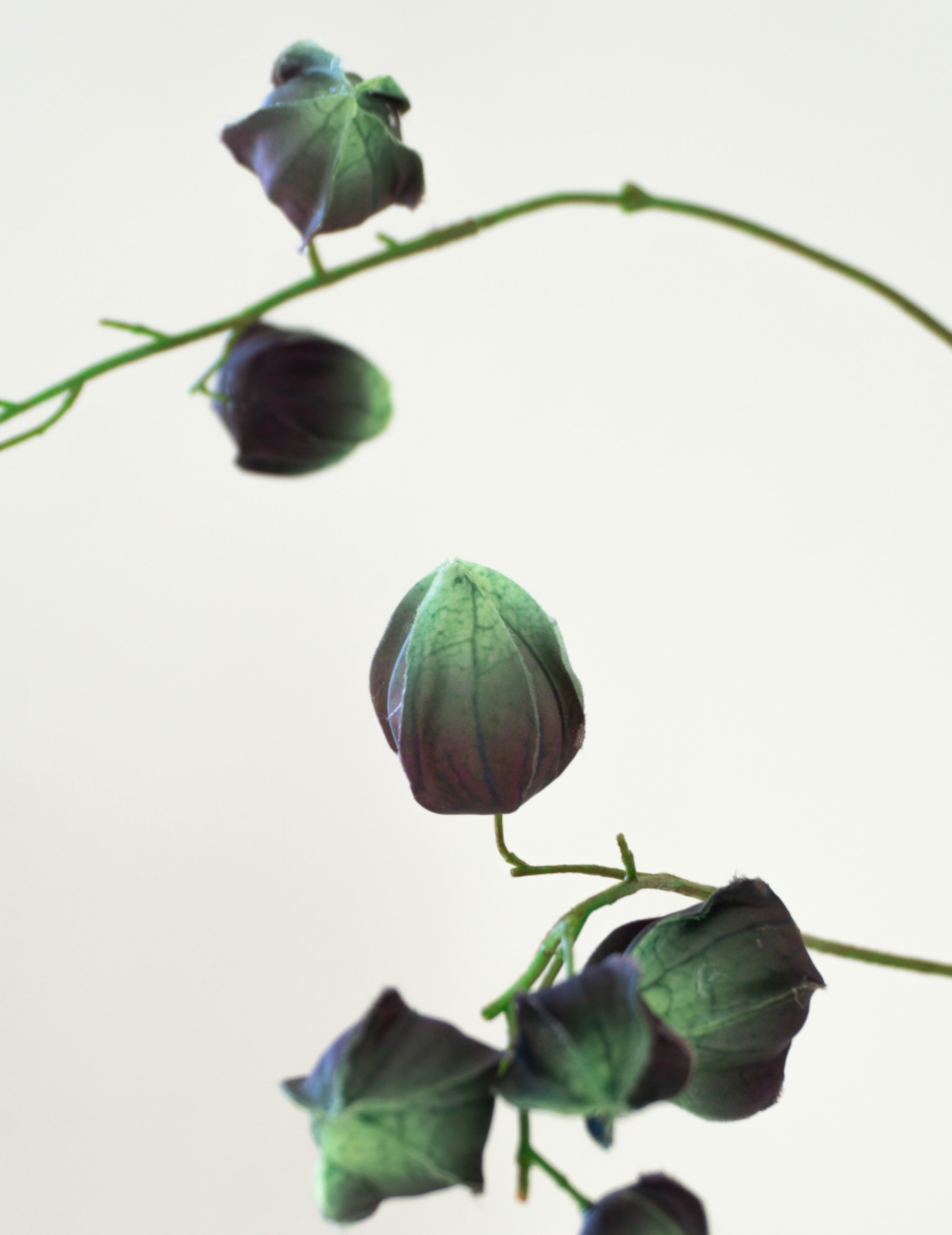 Kunstblume Physalis Grün-Braun