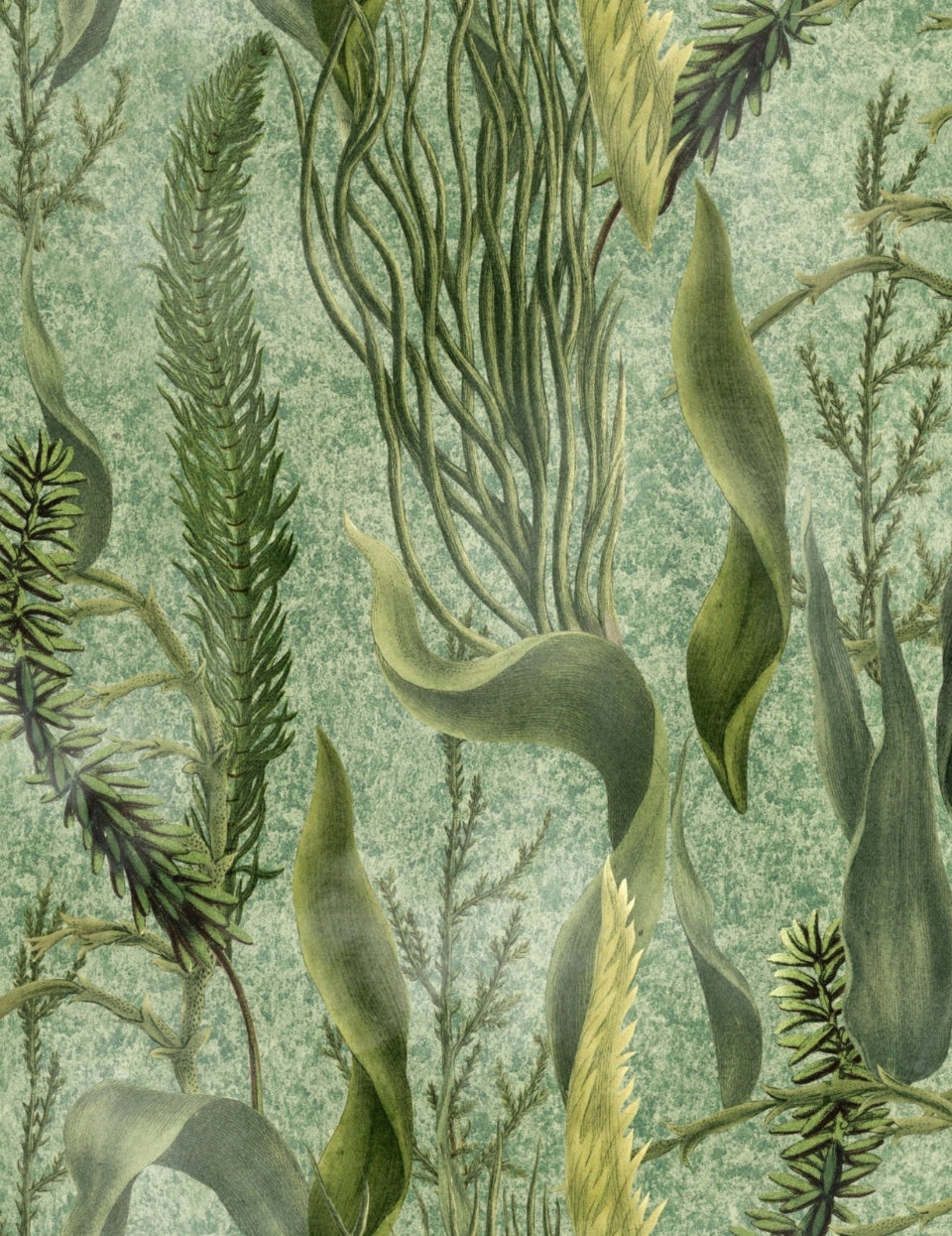 Wandtapete Aquatic Plants