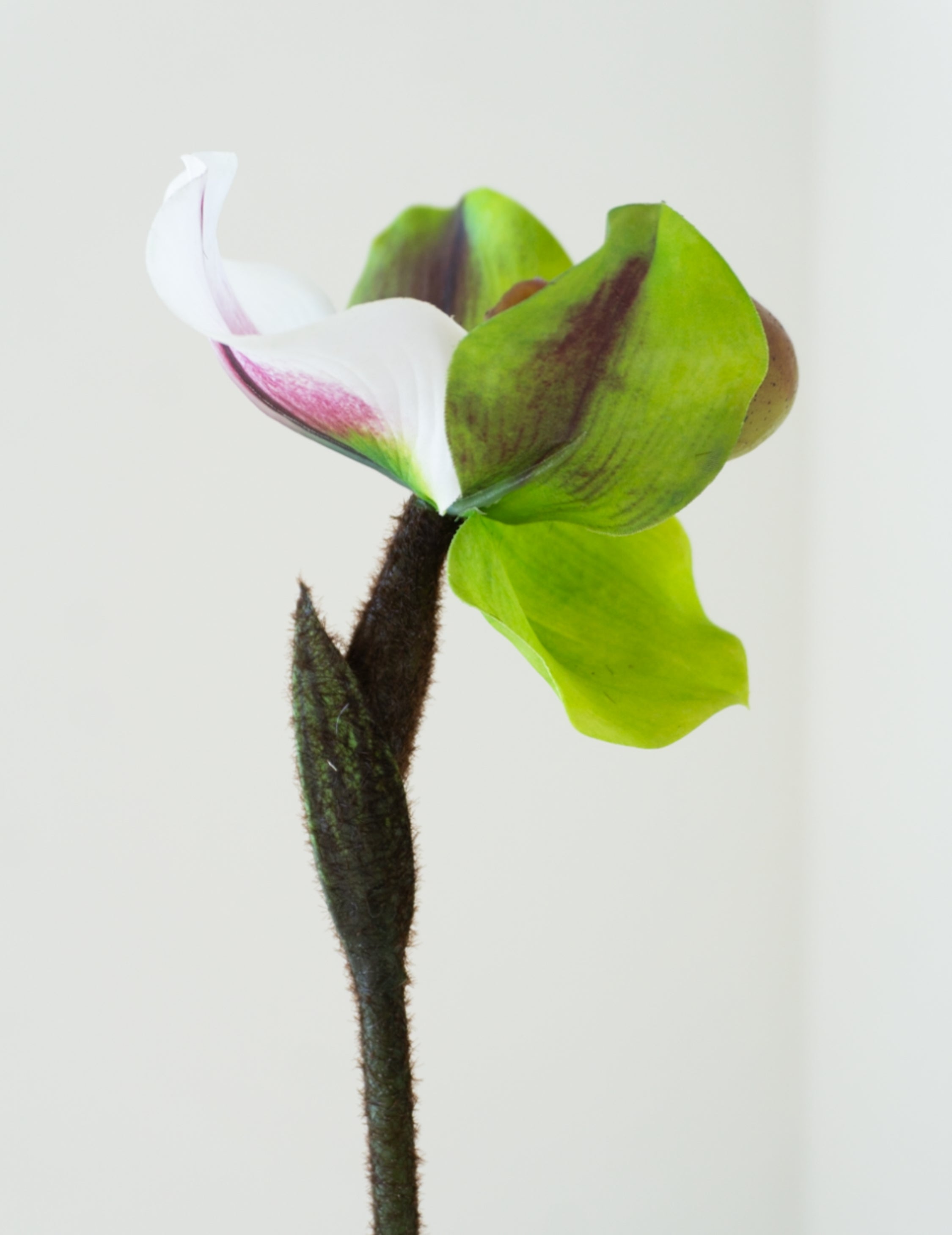 Kunstblume Frauenschuhorchidee 'Real Touch' Grün