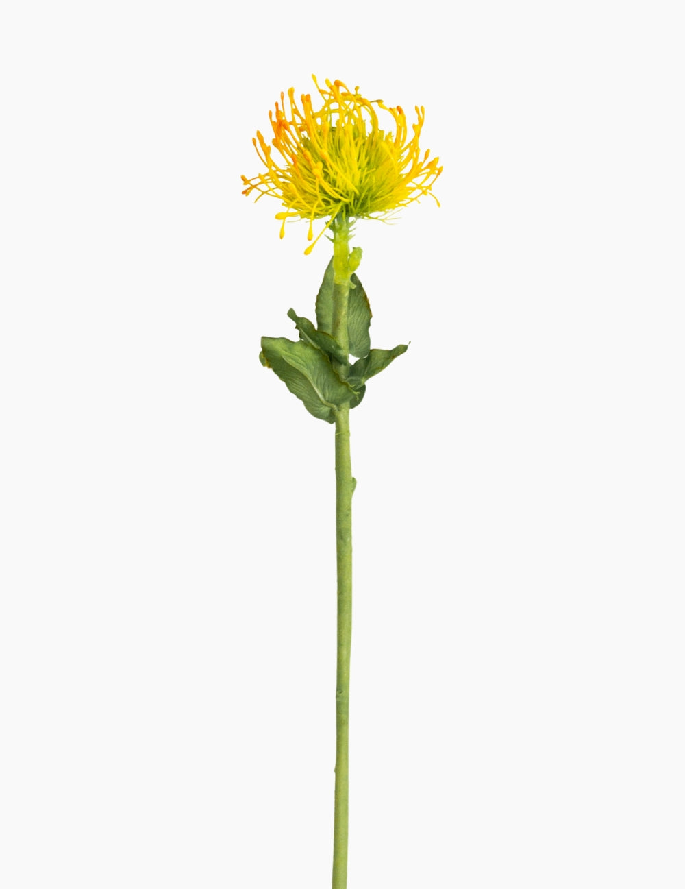 Kunstblume Nadelkissenblume Gelb