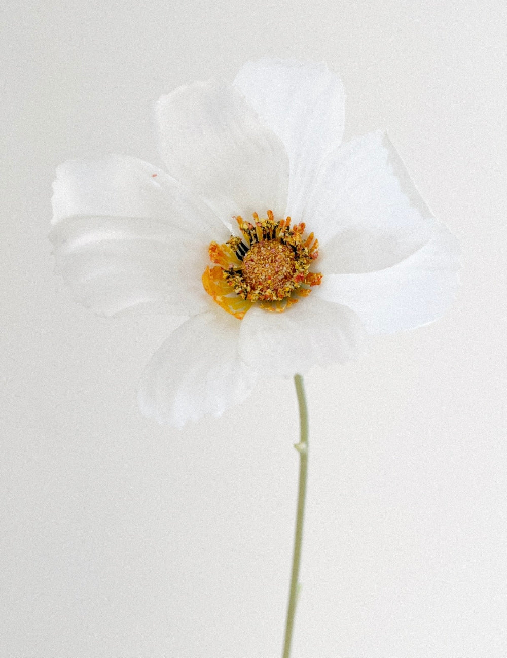 Kunstblume Cosmea Weiß